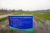 位于湖南益阳的易倍体育全站化肥农企合作推广科学施肥示范田